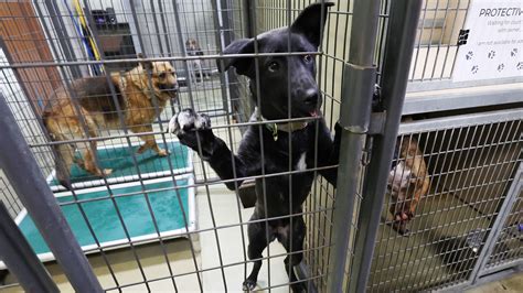 Salt lake city animal shelter - 4 days ago · Utah Animal Adoption Center (UAAC), a Utah 501 (c), is a non-euthanizing animal shelter that rescues and finds homes for an average of 1,000 dogs and cats each …